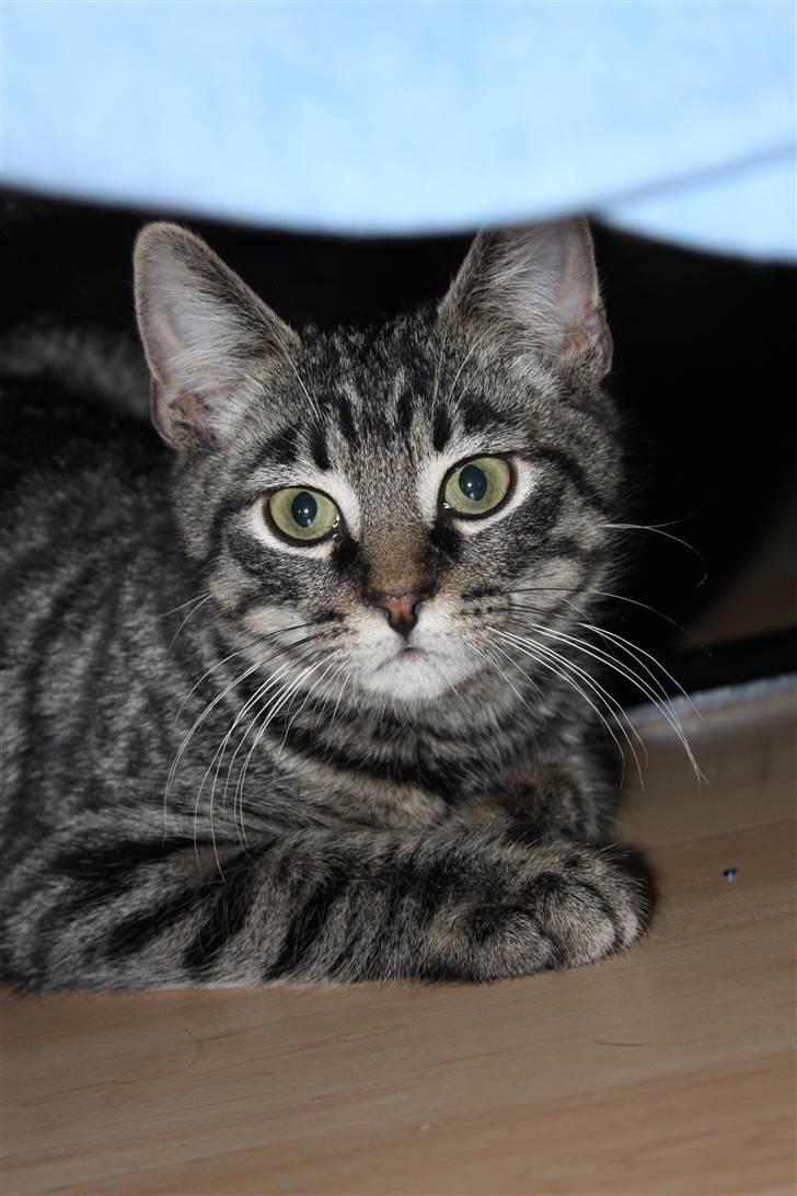 Blanding af racer Hector R.I.P - farveller og tak fordi i gad og kigge :D billede 20