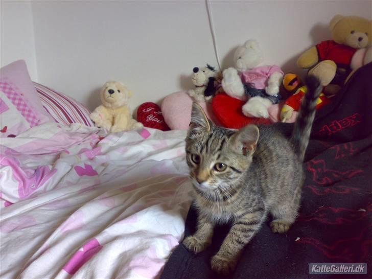 Huskat King <3 *min skytsengel* billede 1