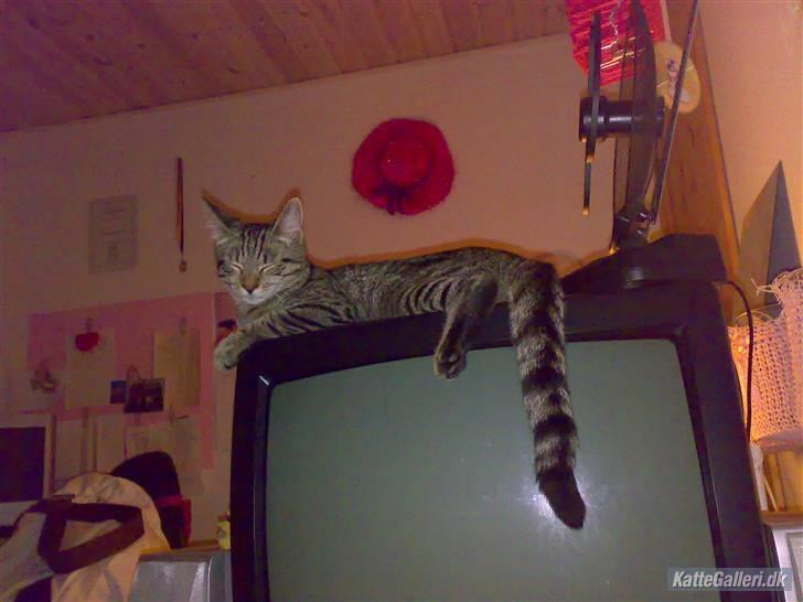 Huskat King <3 *min skytsengel* billede 2