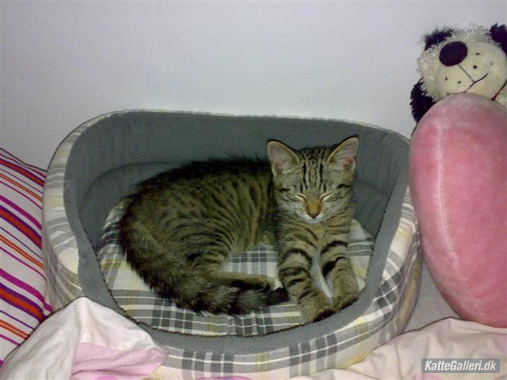 Huskat King <3 *min skytsengel* billede 3