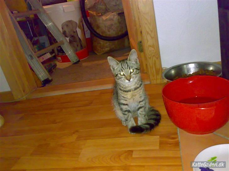 Huskat King <3 *min skytsengel* billede 4