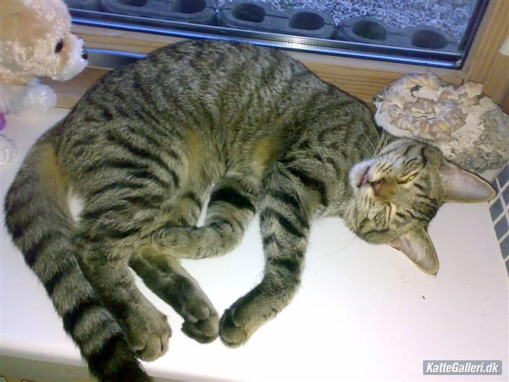 Huskat King <3 *min skytsengel* billede 5