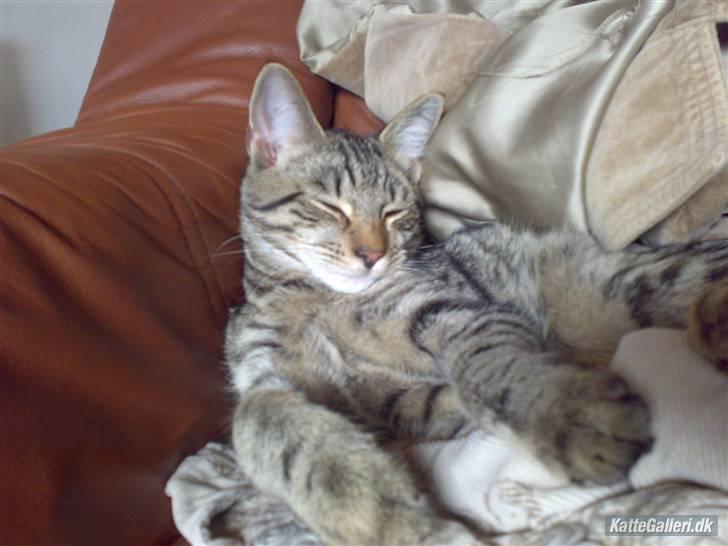 Huskat King <3 *min skytsengel* billede 6