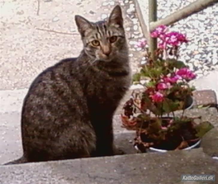 Huskat King <3 *min skytsengel* billede 7