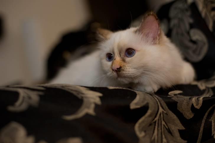 Hellig Birma Beiders Bright Benita - aka Nitte - Benita da vi lige havde fået hende i januar 2010 billede 1