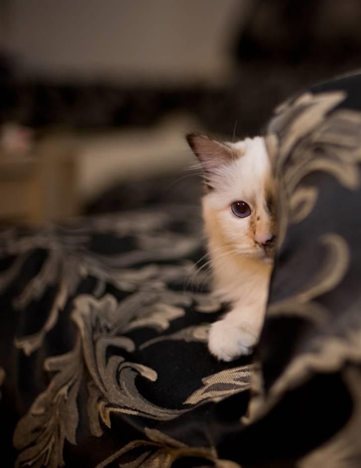 Hellig Birma Beiders Bright Benita - aka Nitte billede 2