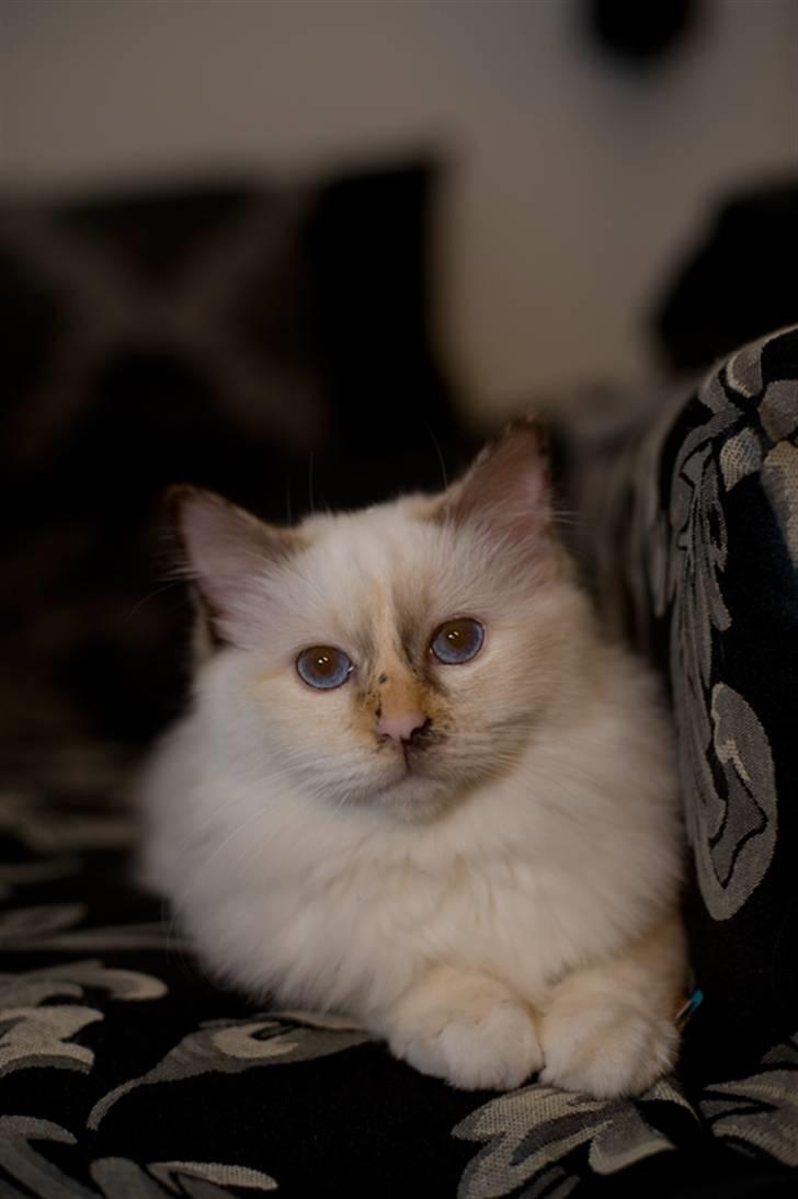 Hellig Birma Beiders Bright Benita - aka Nitte billede 3