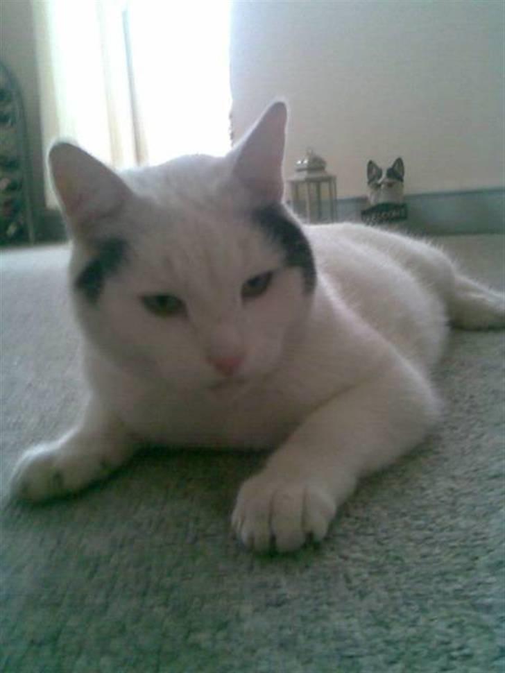 Huskat mads billede 1