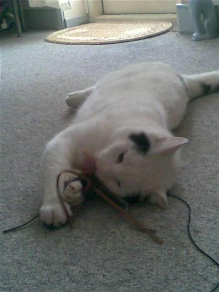 Huskat mads - mads og hans nye legetøj hihi;D billede 2