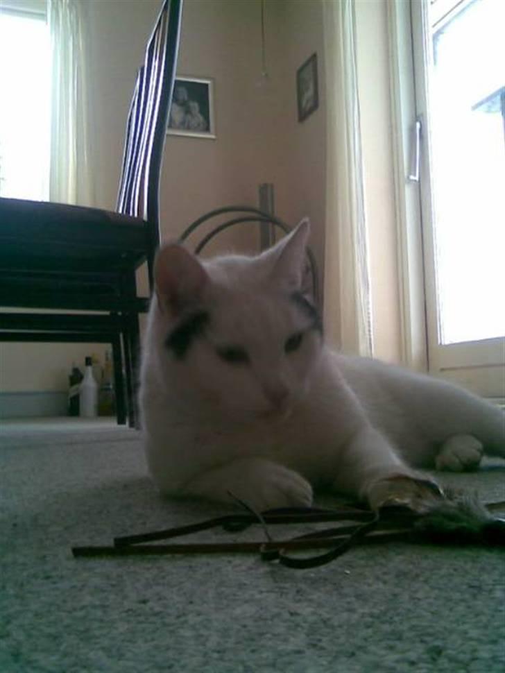 Huskat mads billede 3