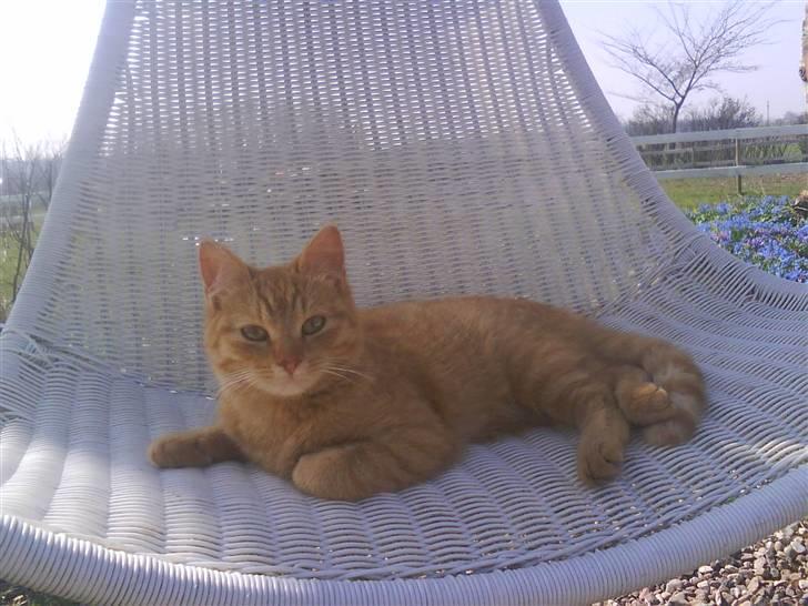 Blanding af racer Den søde Røde R.I.P  - Velkommen til Røde´s Profil! :D billede 1