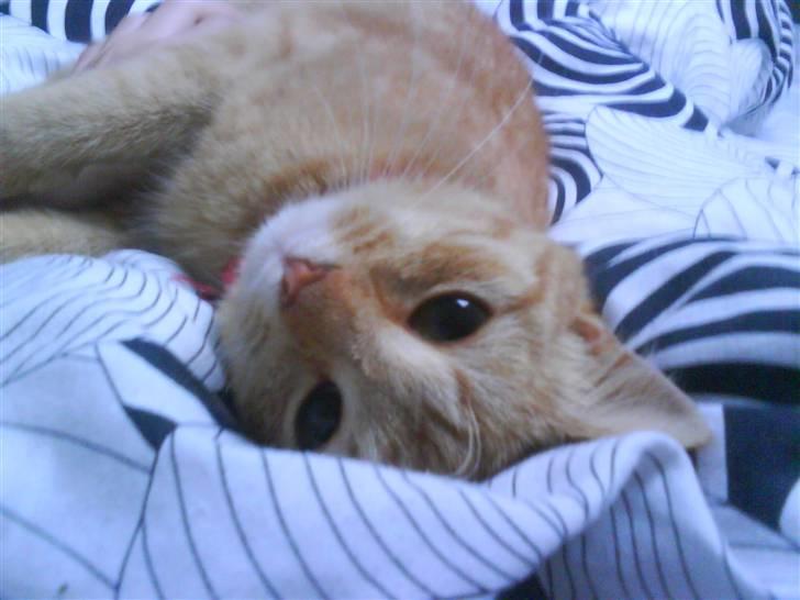 Blanding af racer Den søde Røde R.I.P  billede 2