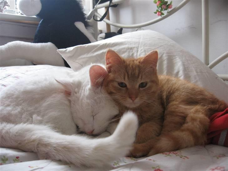 Blanding af racer Den søde Røde R.I.P  billede 3