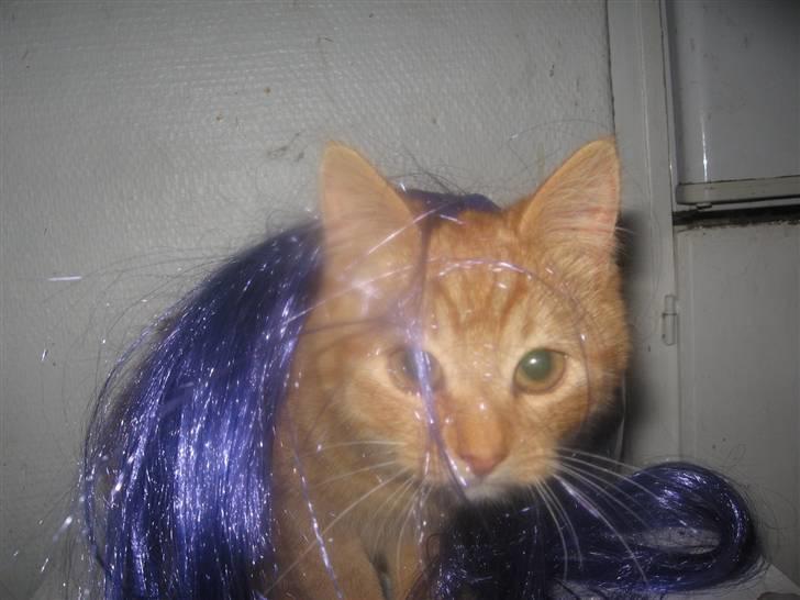 Blanding af racer Den søde Røde R.I.P  billede 4