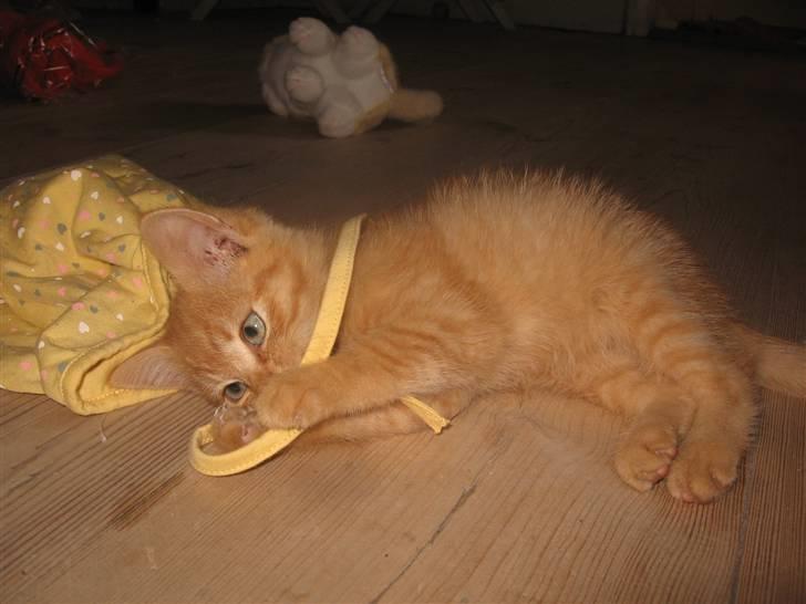 Blanding af racer Den søde Røde R.I.P  billede 5