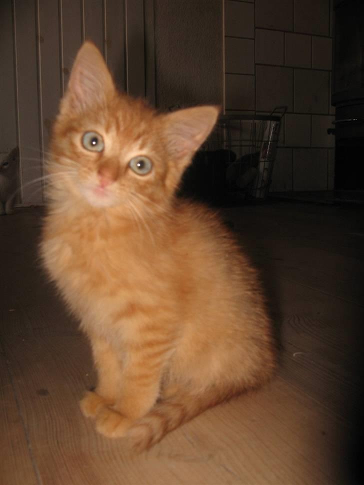 Blanding af racer Den søde Røde R.I.P  billede 6