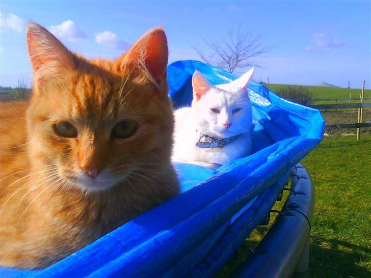 Blanding af racer Den søde Røde R.I.P  billede 7