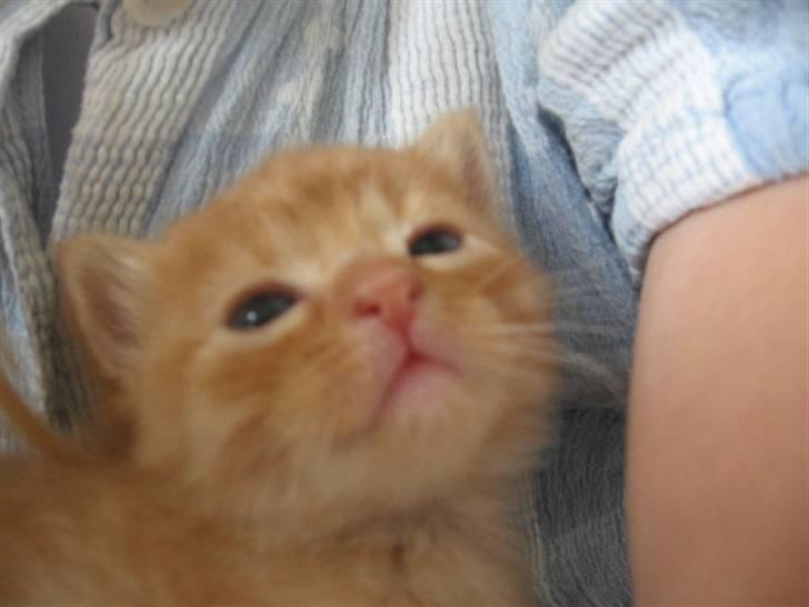 Blanding af racer Den søde Røde R.I.P  billede 8