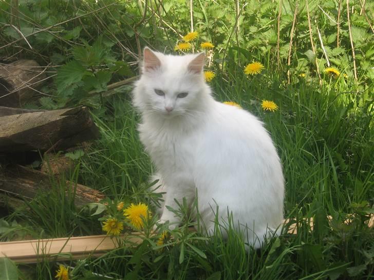 Norsk Skovkat Den smukke Bubbi - Velkommen til bubbi´sprofil! smid da liige en bedømmelse ikk? billede 1