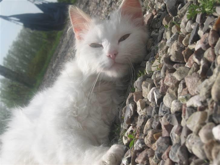 Norsk Skovkat Den smukke Bubbi billede 2