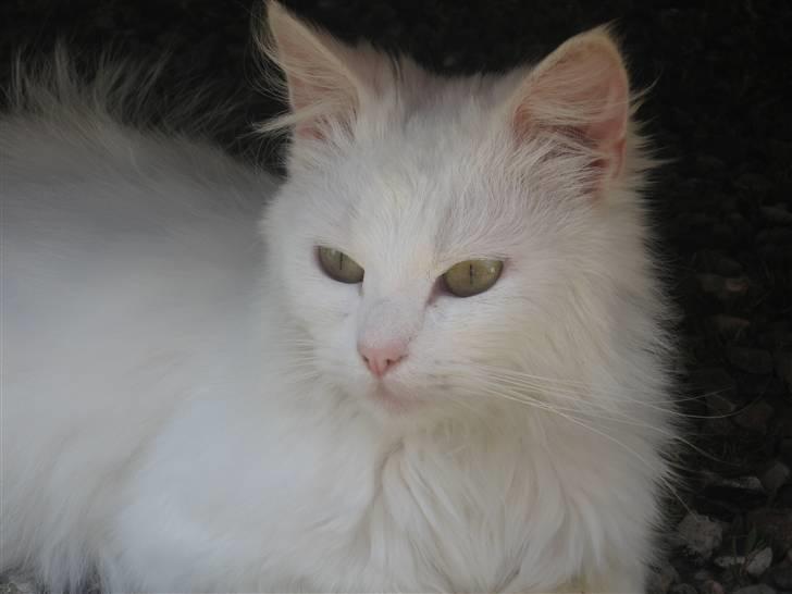 Norsk Skovkat Den smukke Bubbi billede 3