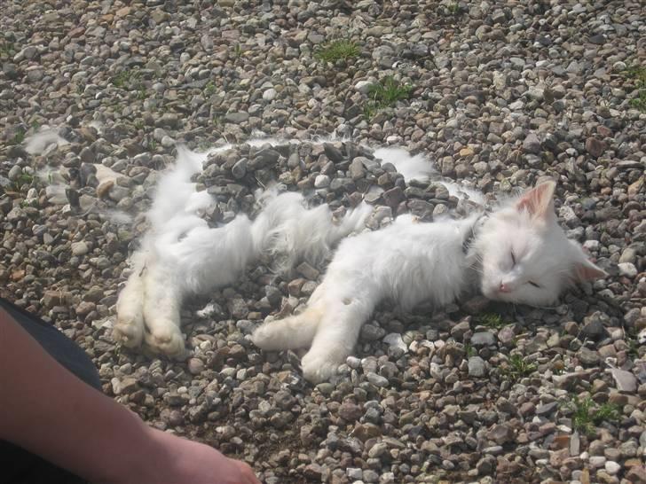 Norsk Skovkat Den smukke Bubbi - jaa man skal lige kigge en ekstra gang! :D for det ser da lidt underligt ud ik? men hun var VIRKELIG afslappet, i en heeed sommer, så det forklare jo det hele :) billede 4