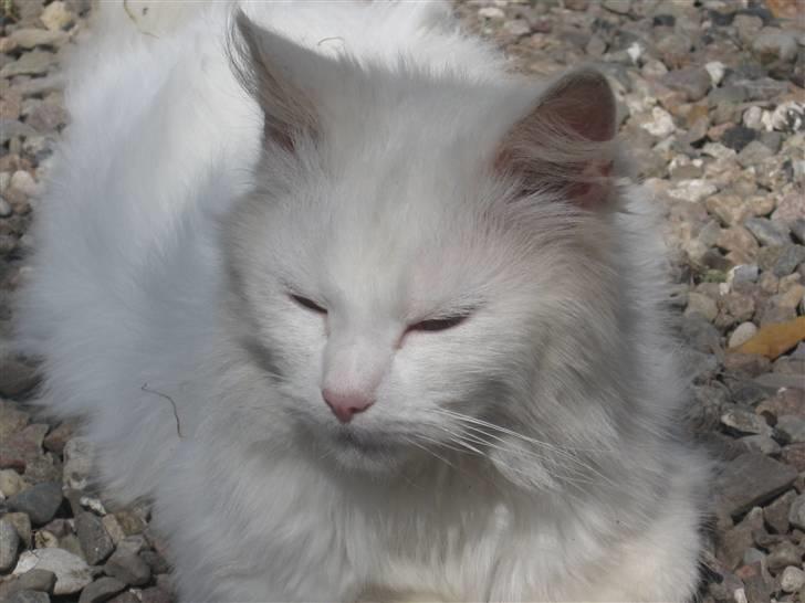 Norsk Skovkat Den smukke Bubbi billede 5