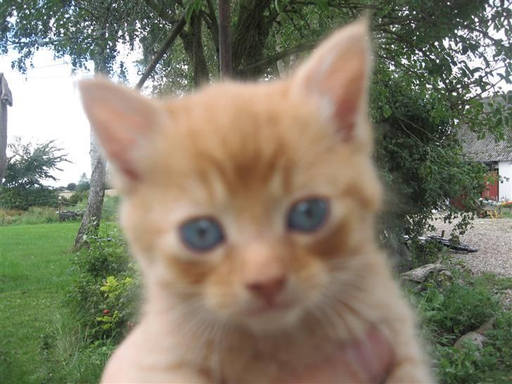 Blanding af racer Den søde Røde R.I.P  billede 9