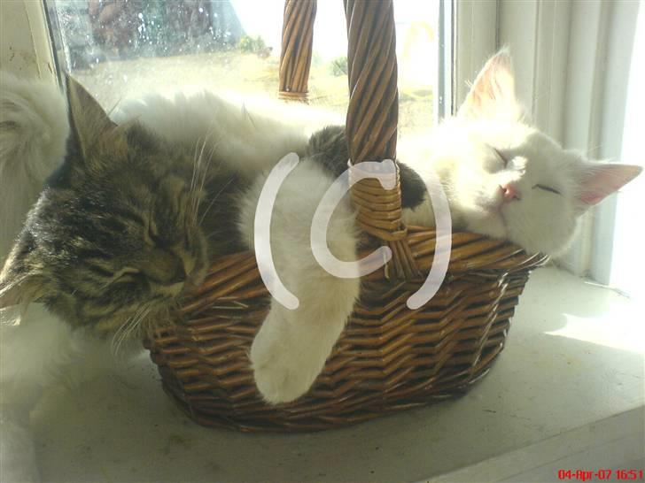 Norsk Skovkat Den smukke Bubbi - Jeg har sat et coperight-tegn på fordi at jeg er ekstra bange for at folk stjæler det!! billede 6