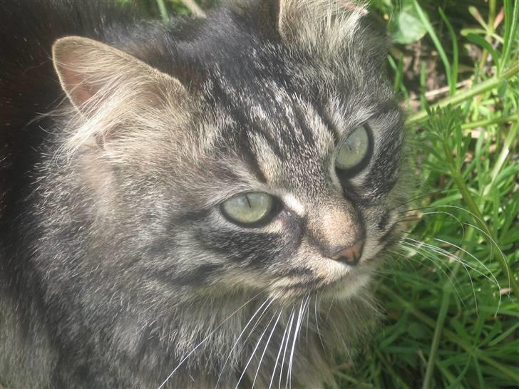 Norsk Skovkat Jimmi (hun er en hunkat) - Velkommen til Jimmi´s profil :D! læg en kommentar!! billede 1