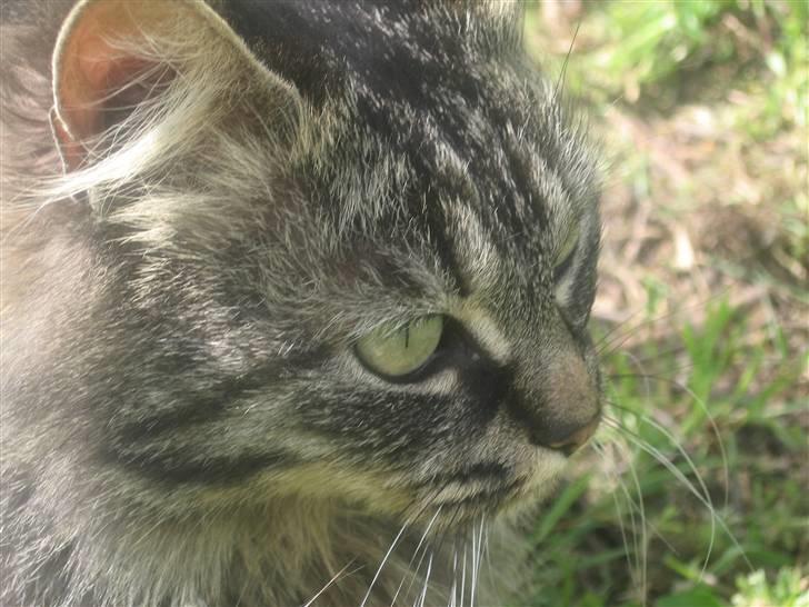 Norsk Skovkat Jimmi (hun er en hunkat) billede 2