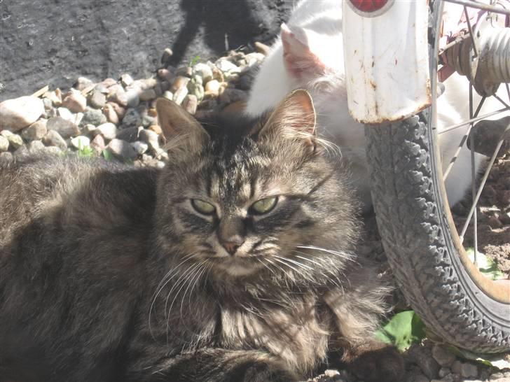 Norsk Skovkat Jimmi (hun er en hunkat) billede 3