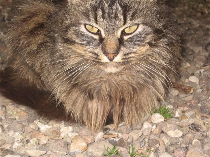 Norsk Skovkat Jimmi (hun er en hunkat) billede 4