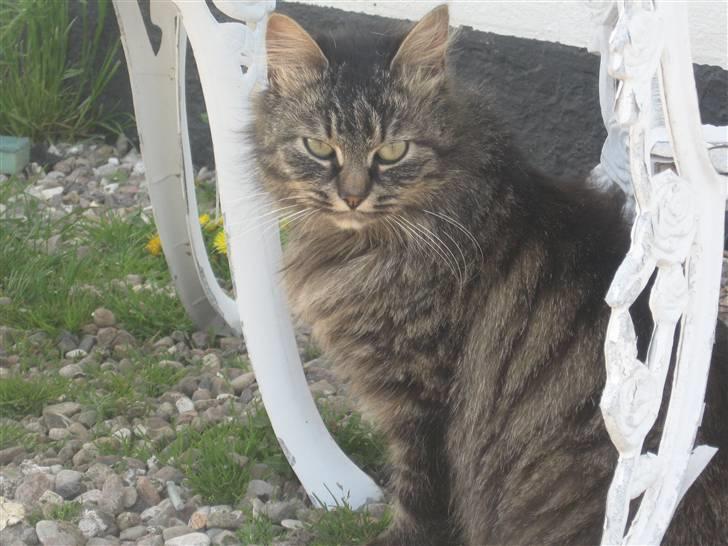 Norsk Skovkat Jimmi (hun er en hunkat) - smuk? :D <3 billede 5