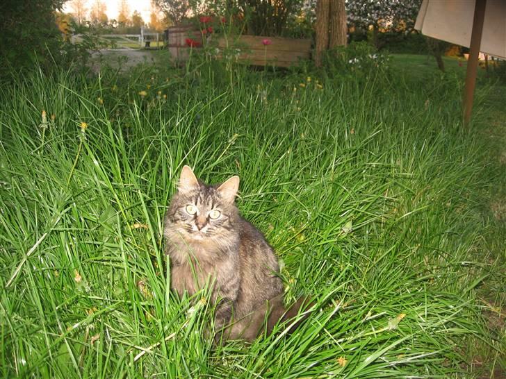 Norsk Skovkat Jimmi (hun er en hunkat) billede 6