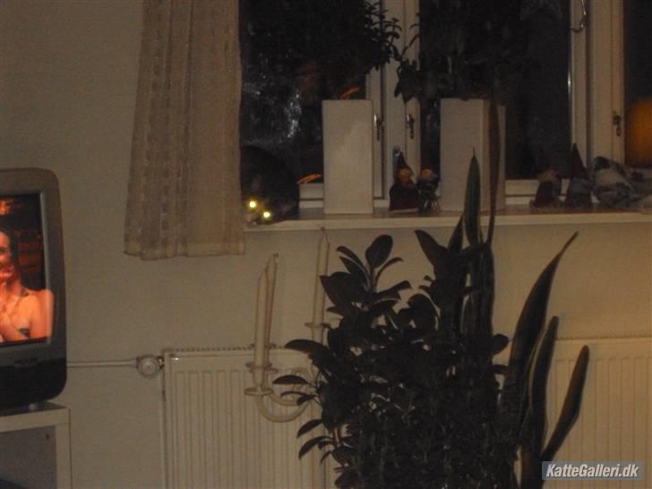 Blanding af racer astrid - jeg holder øje med diq ! billede 7