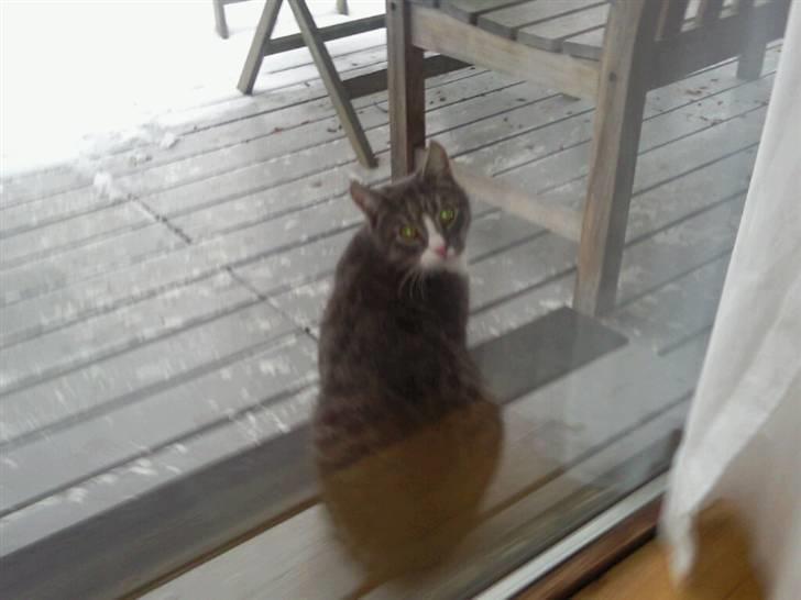 Huskat Billy billede 1