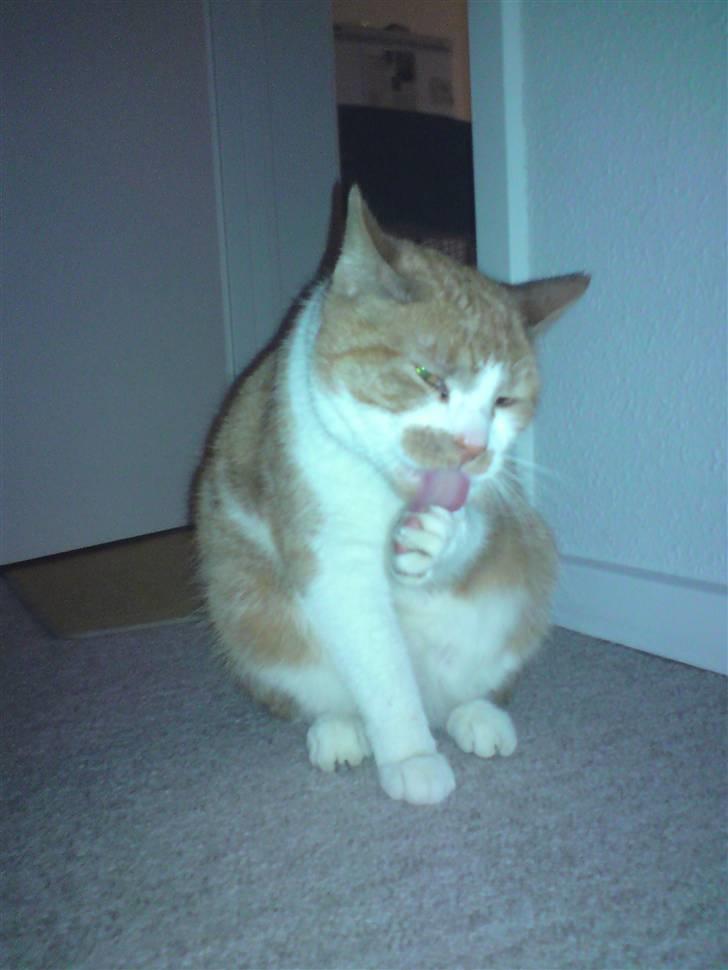 Huskat Bob billede 2