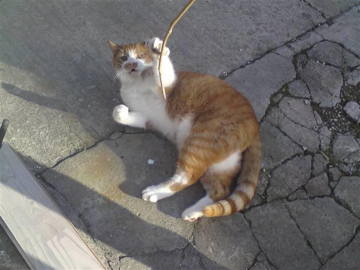 Huskat Bob billede 3