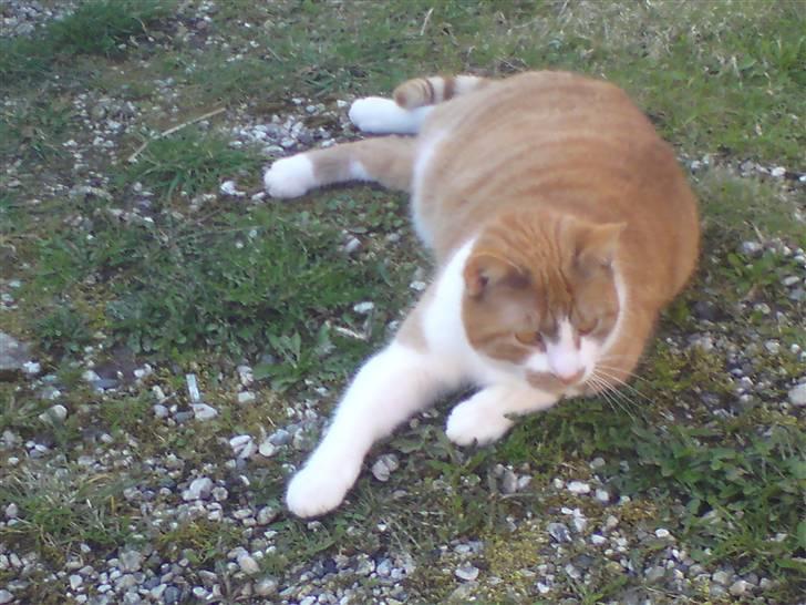 Huskat Bob billede 4