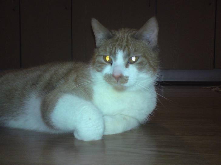 Huskat Bob billede 5