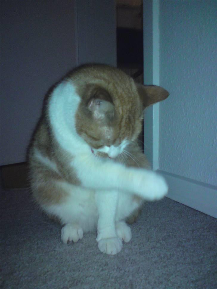 Huskat Bob billede 6