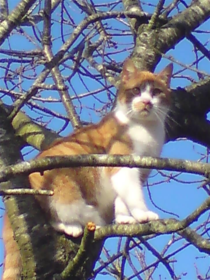 Huskat Bob billede 7