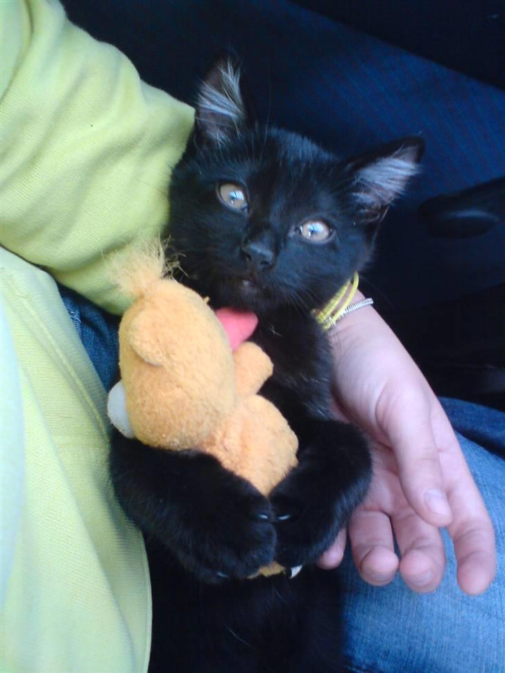 Huskat Luci billede 1