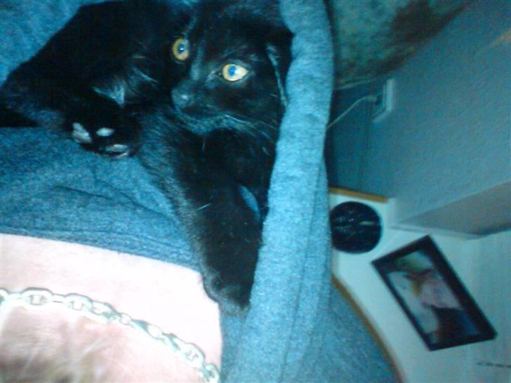 Huskat Luci billede 2