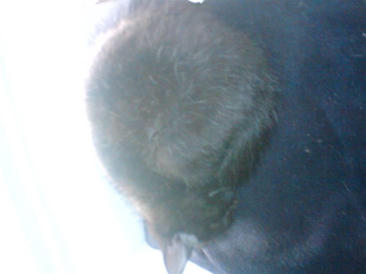 Huskat Luci billede 3