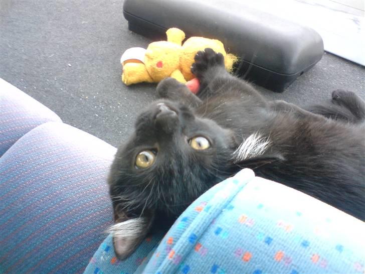 Huskat Luci billede 4