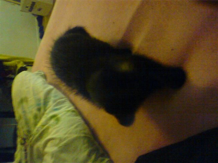 Huskat Luci billede 5