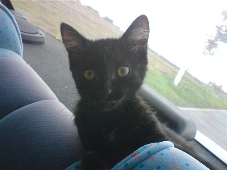 Huskat Luci billede 6