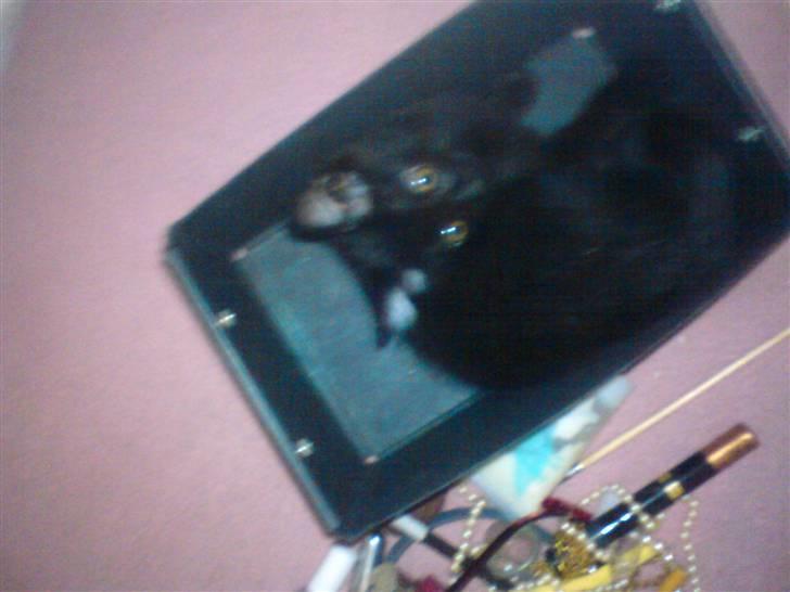 Huskat Luci billede 7